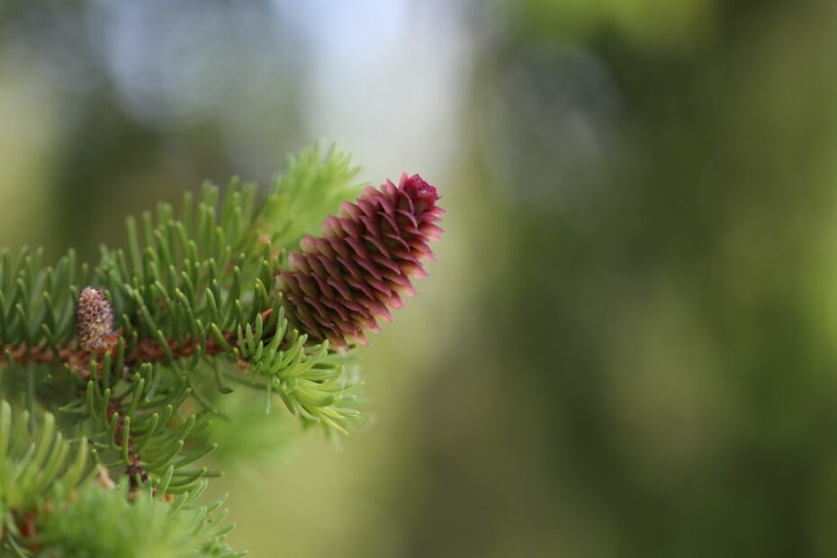 Montako kertaa Suomi on voittanut Kanadan?