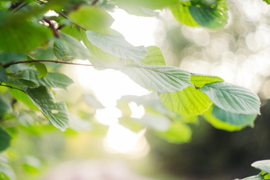 Onko RKP hallituksessa?